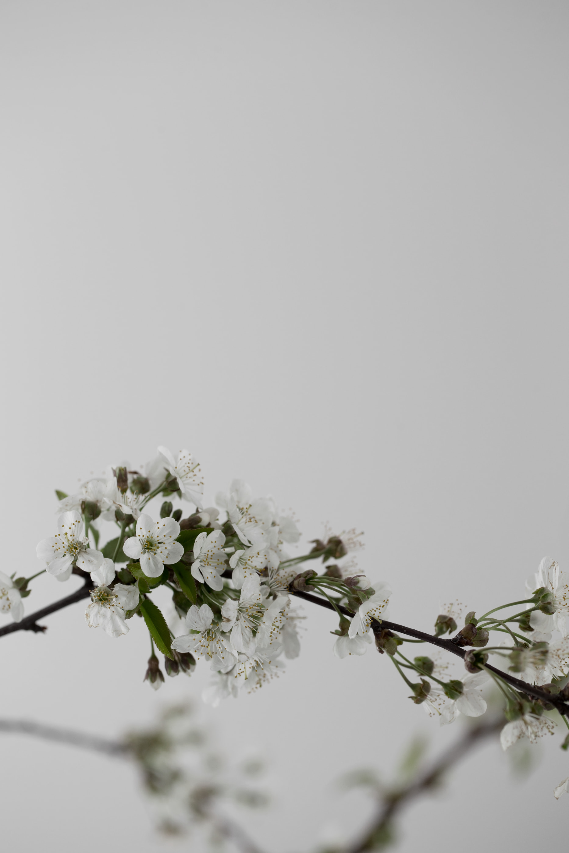 Kennedy Residence by Guillaume Alan — still life, cherry blossom branch, residence in Paris
