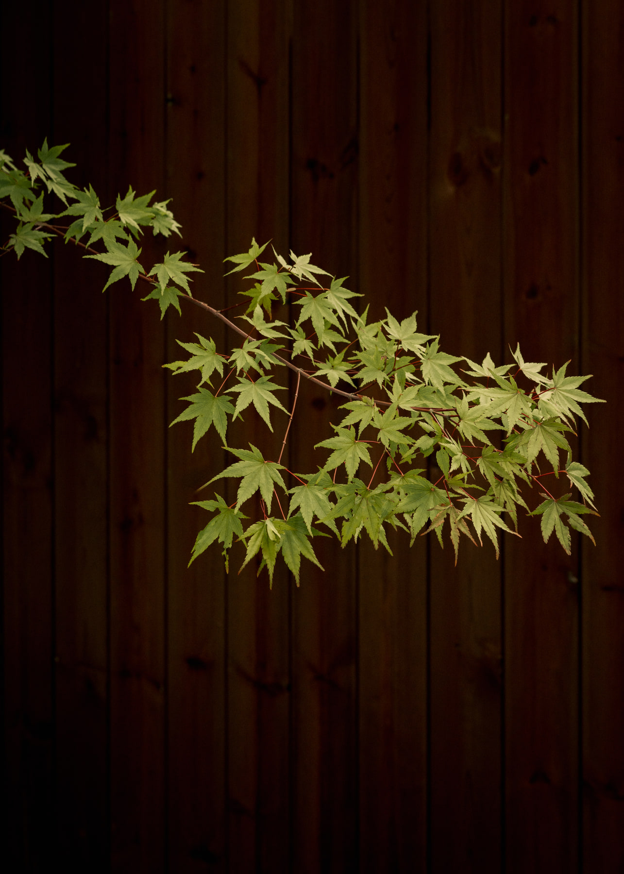 L’Imparfait by Guillaume Alan — maple leaves against dark timber, apartment in Paris
